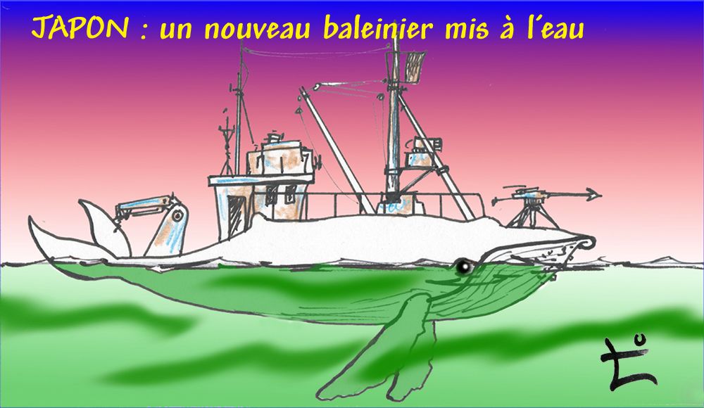 Dessin du mois 2024-06 – Japon : un nouveau baleinier géant mis à l’eau